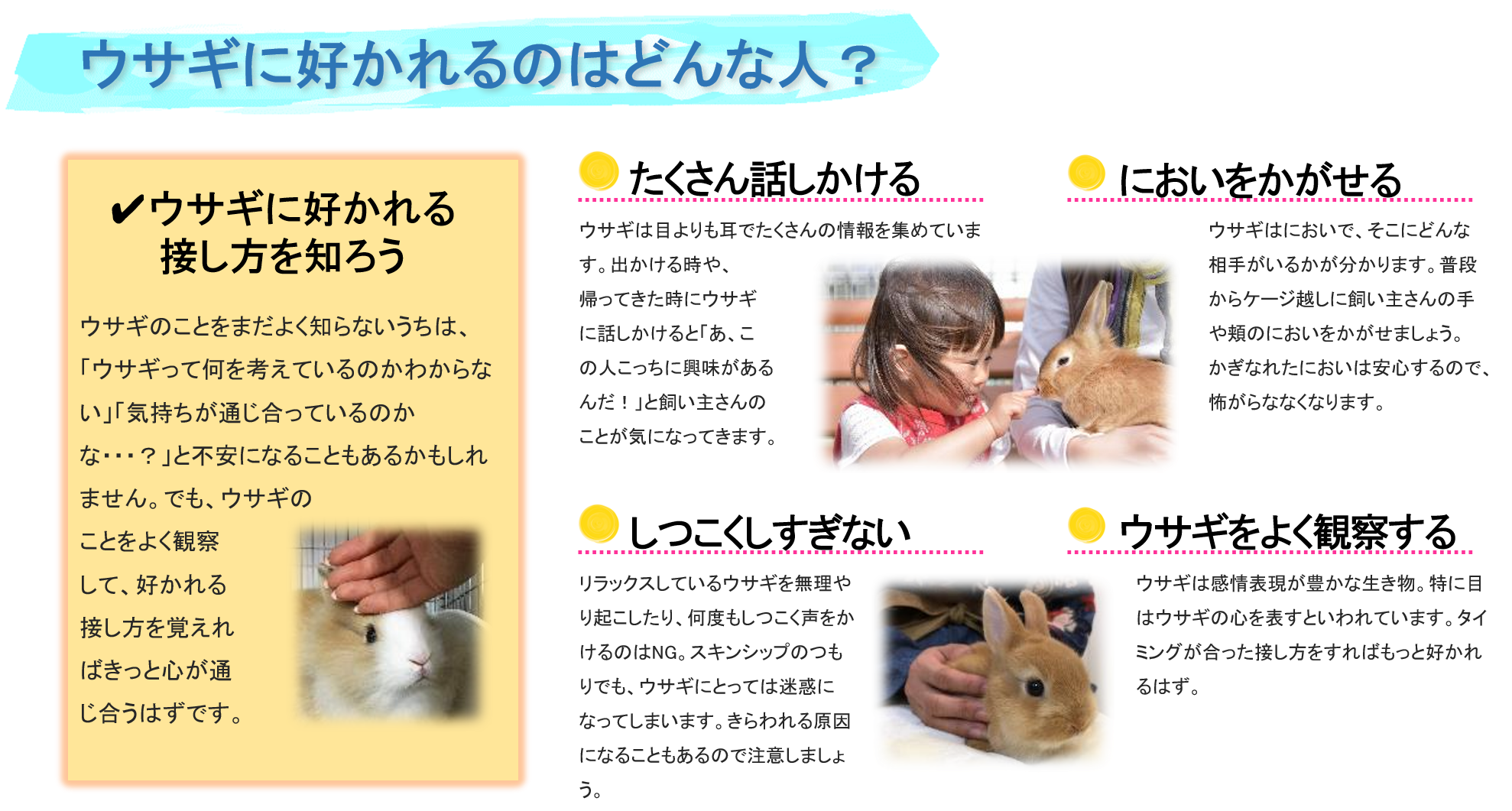 ウサギの飼い方 一般社団法人 日本コンパニオンラビット協会 Jcra